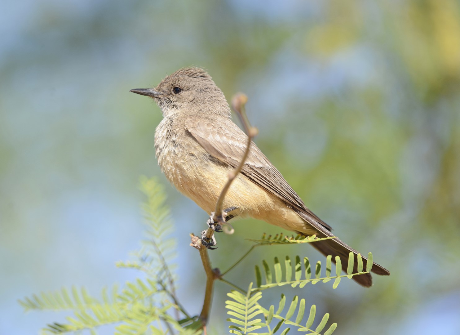 Say's Phoebe