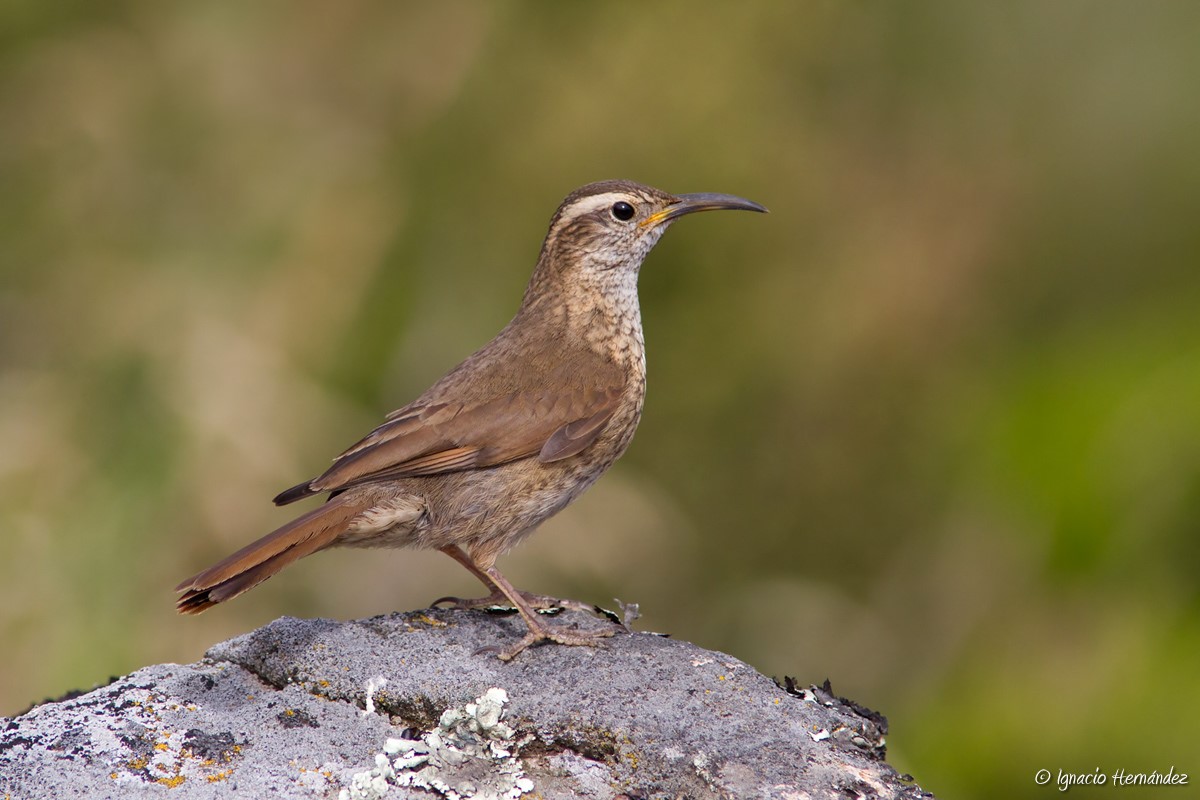 Scale-throated Earthcreeper