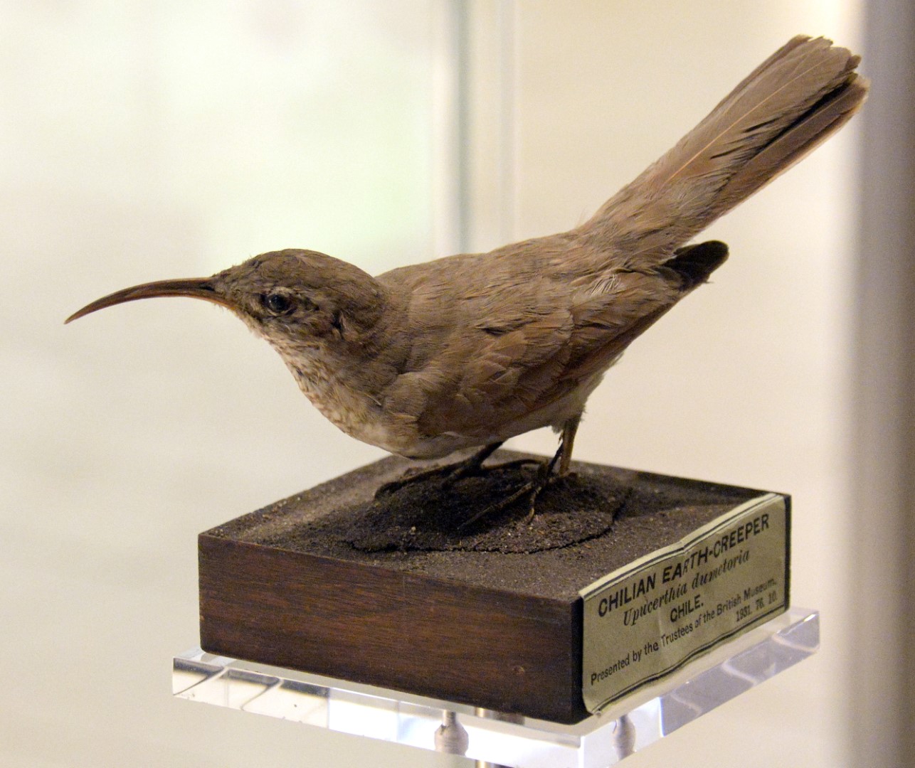 Scale-throated Earthcreeper