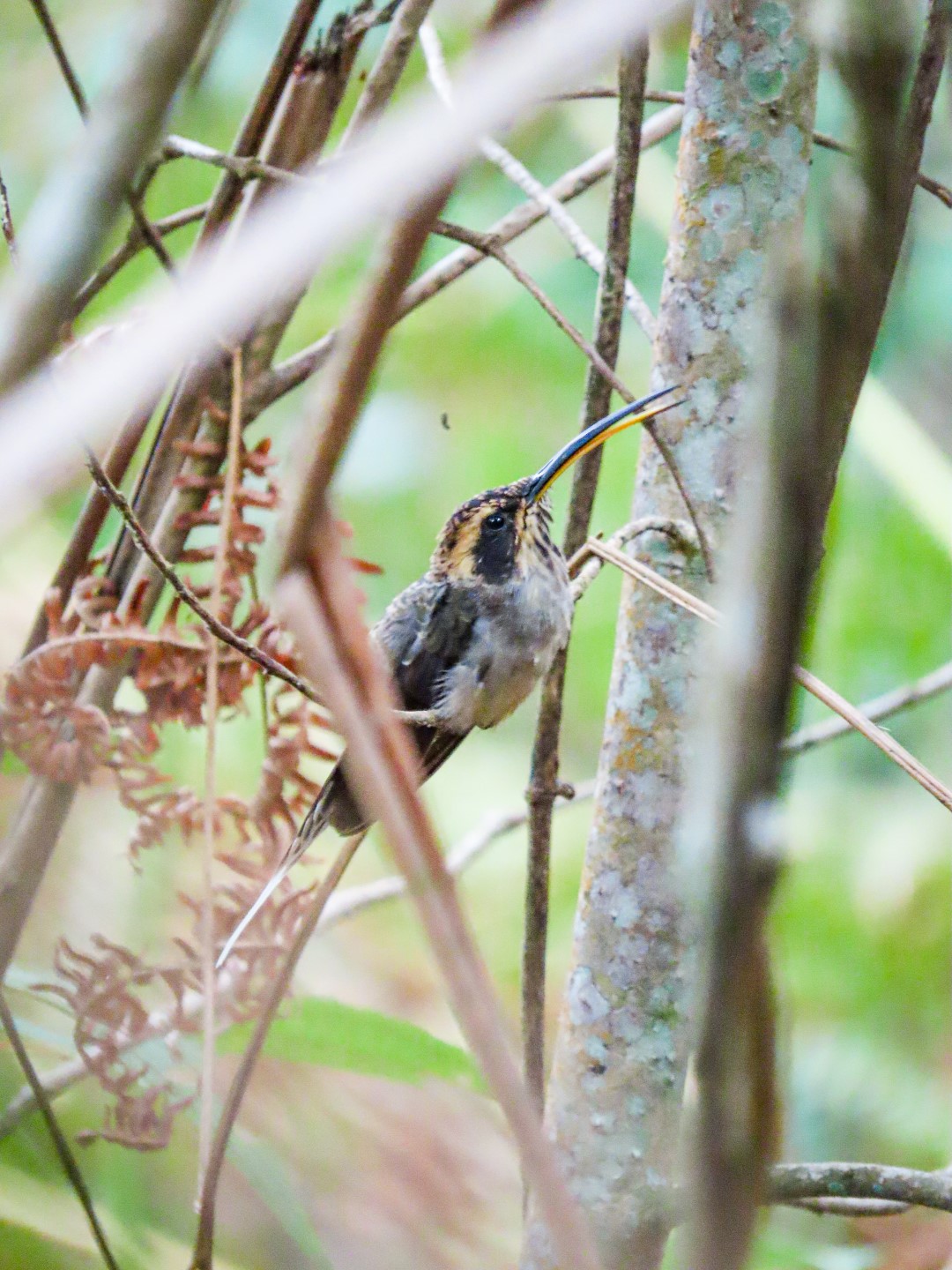 Scale-throated Hermit