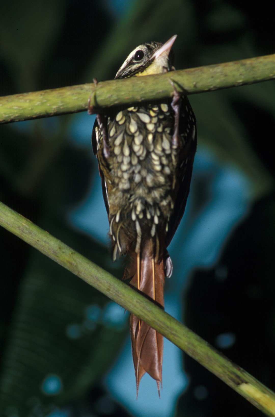 Scale-throated Puffbird