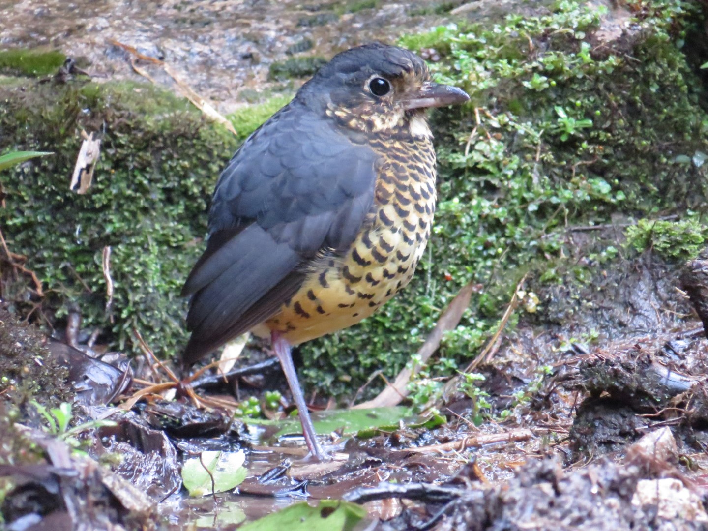 Scaled Antpitta
