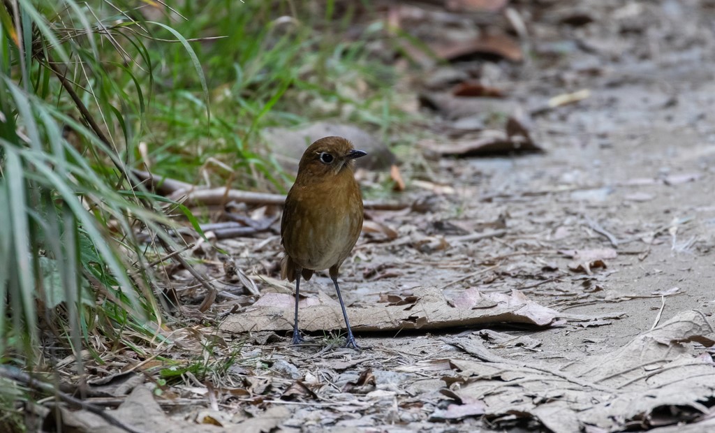 Scaled Antpitta