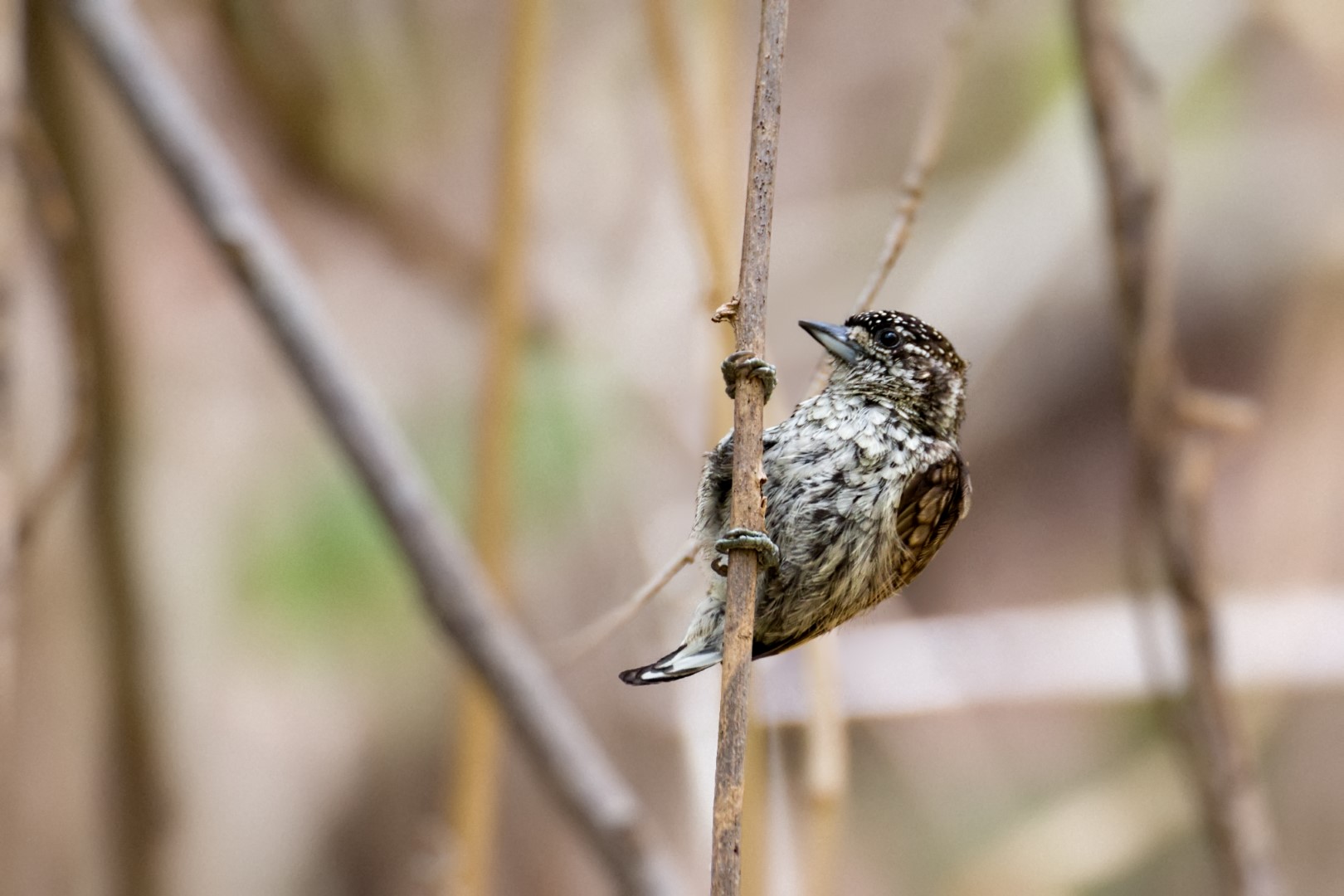Scaled Piculet