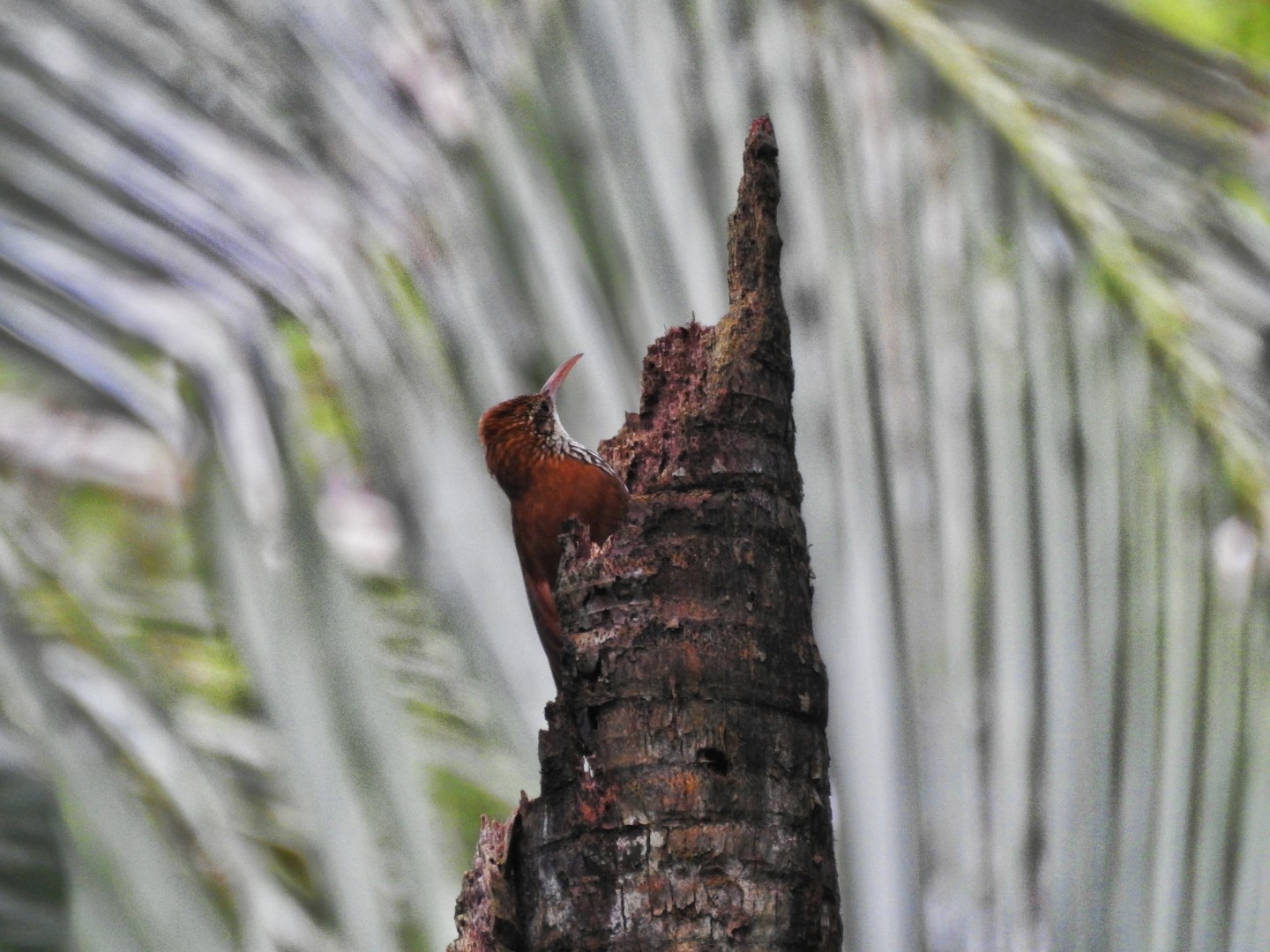 Scaled Woodcreeper
