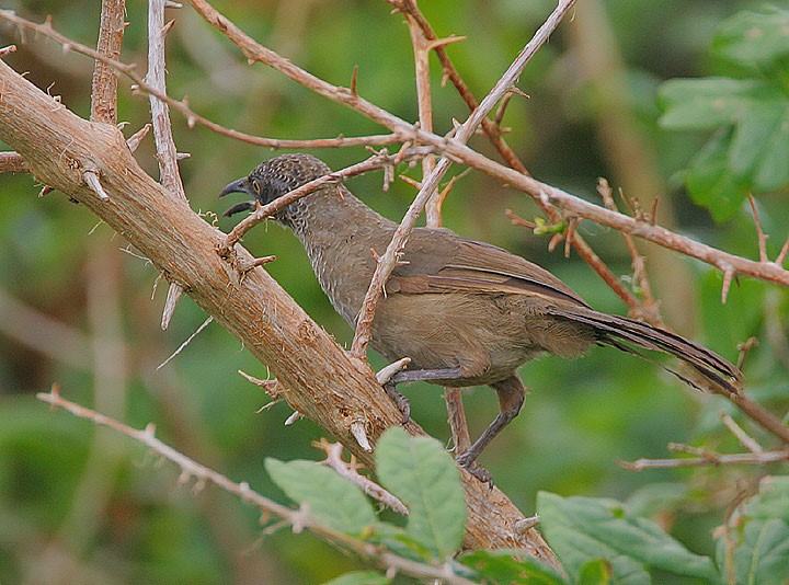 Scaly Babbler