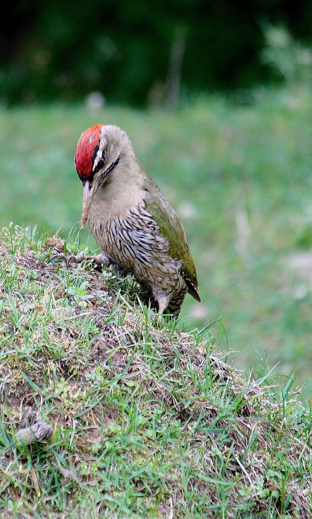 Scaly-bellied Woodpecker