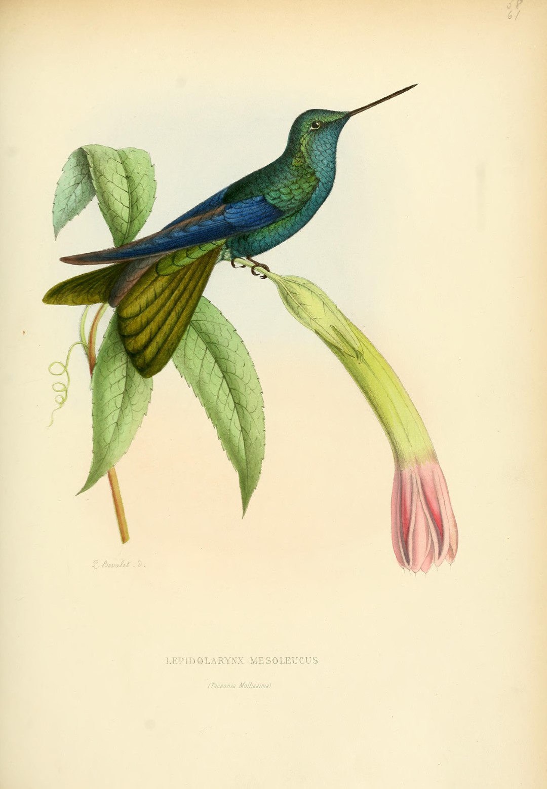 Scaly-breasted Hummingbird