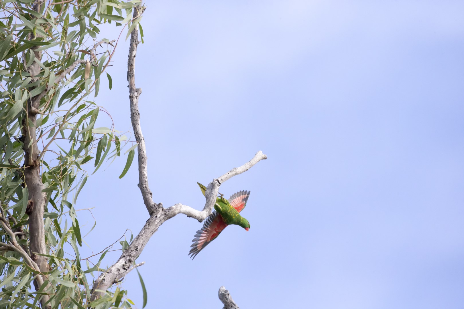 Scaly-breasted Lorikeet