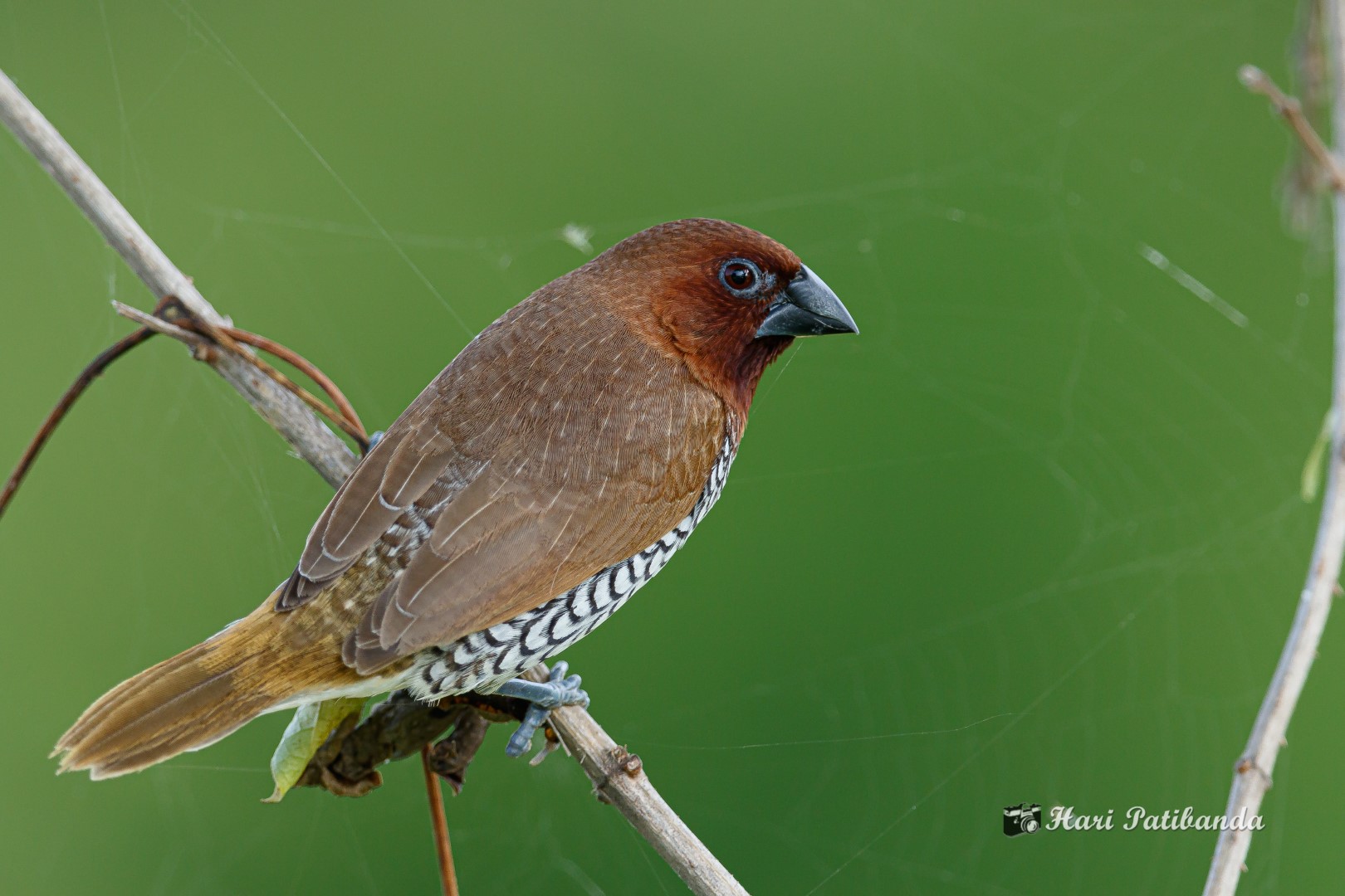 Scaly-breasted Munia