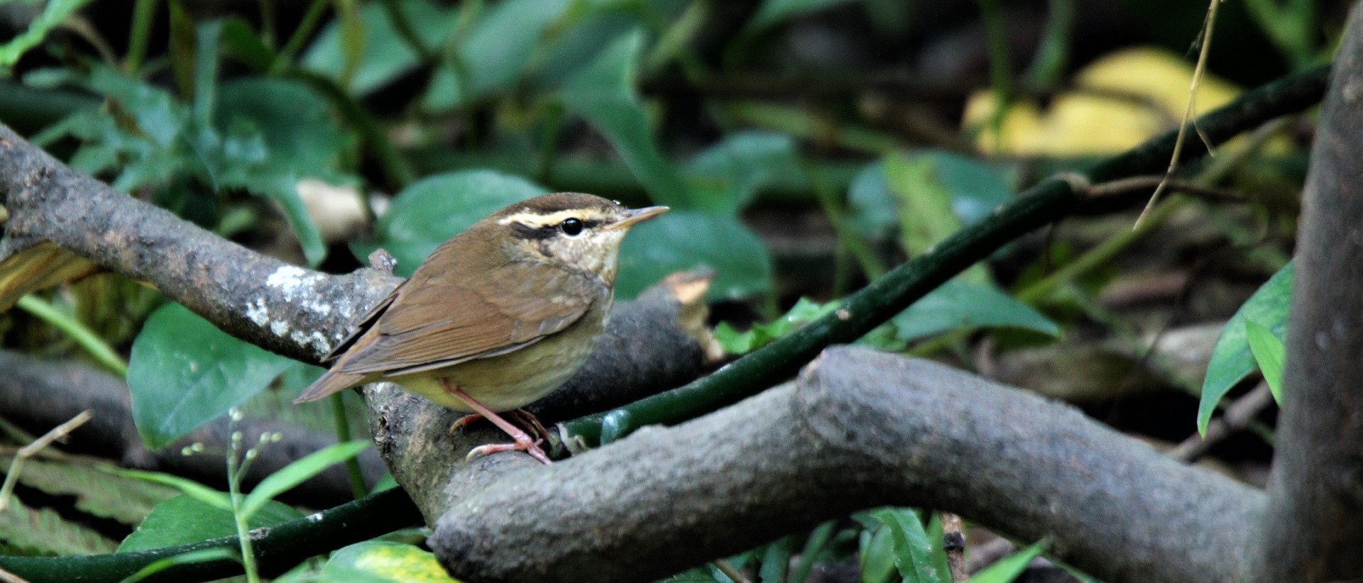 Scaly-breasted Wren-Babbler