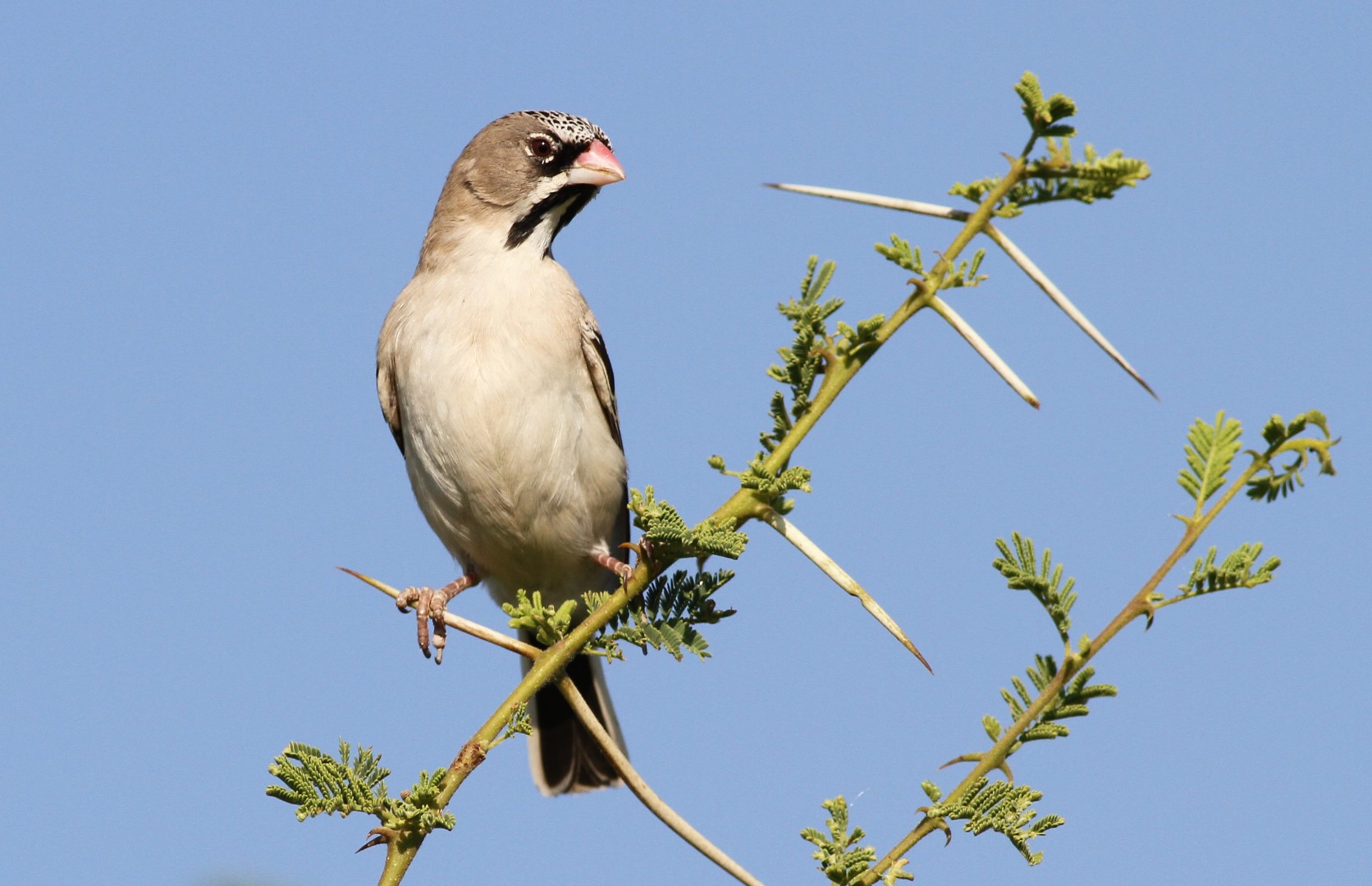 Scaly-feathered Finch
