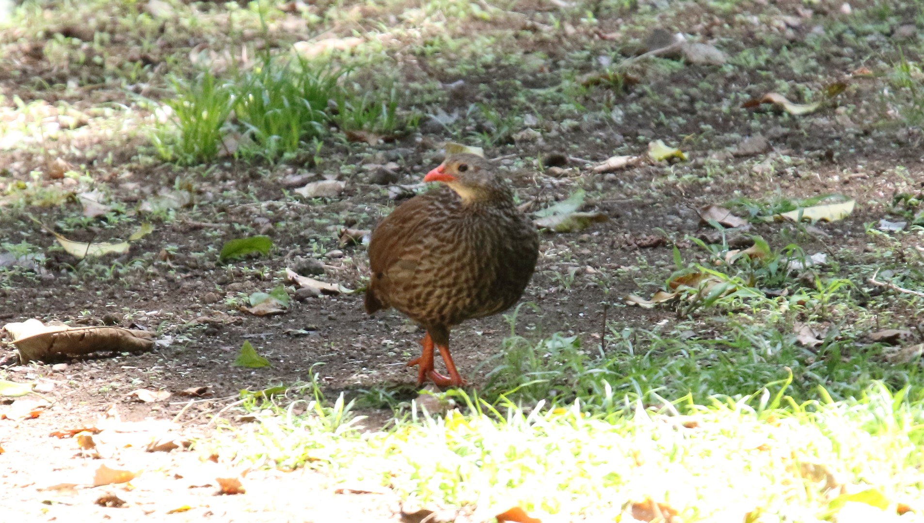 Scaly Francolin
