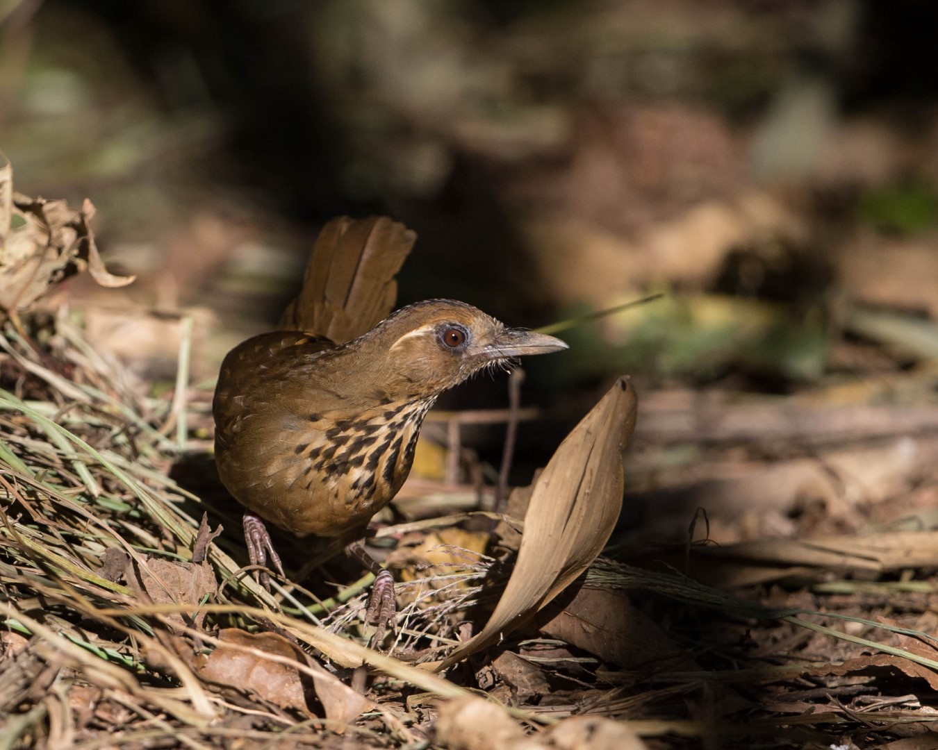 Scaly Laughingthrush