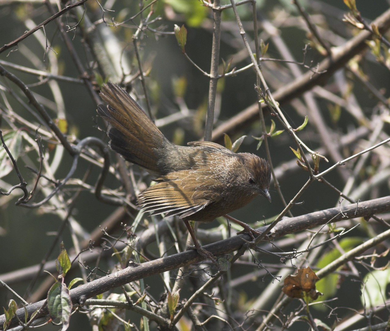 Scaly Laughingthrush