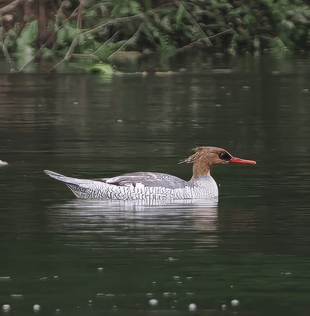 Scaly-sided Merganser