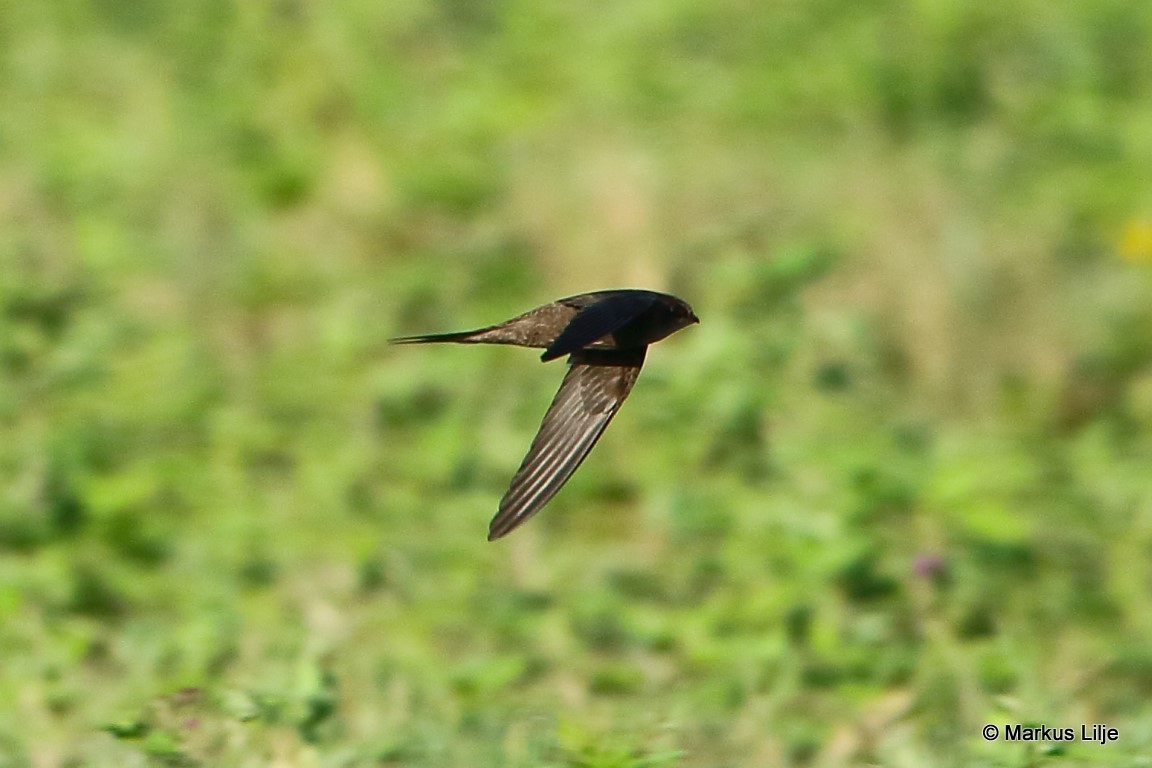 Scarce Swift