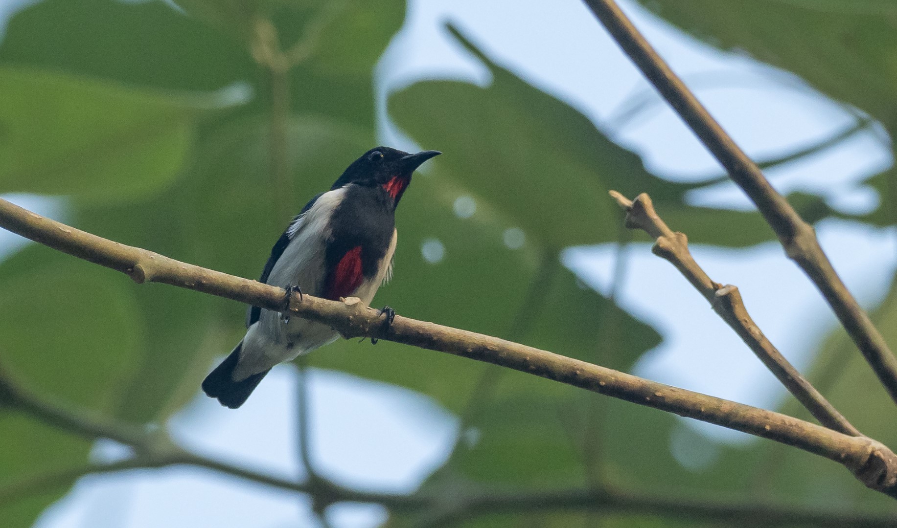 Scarlet-backed Flowerpecker