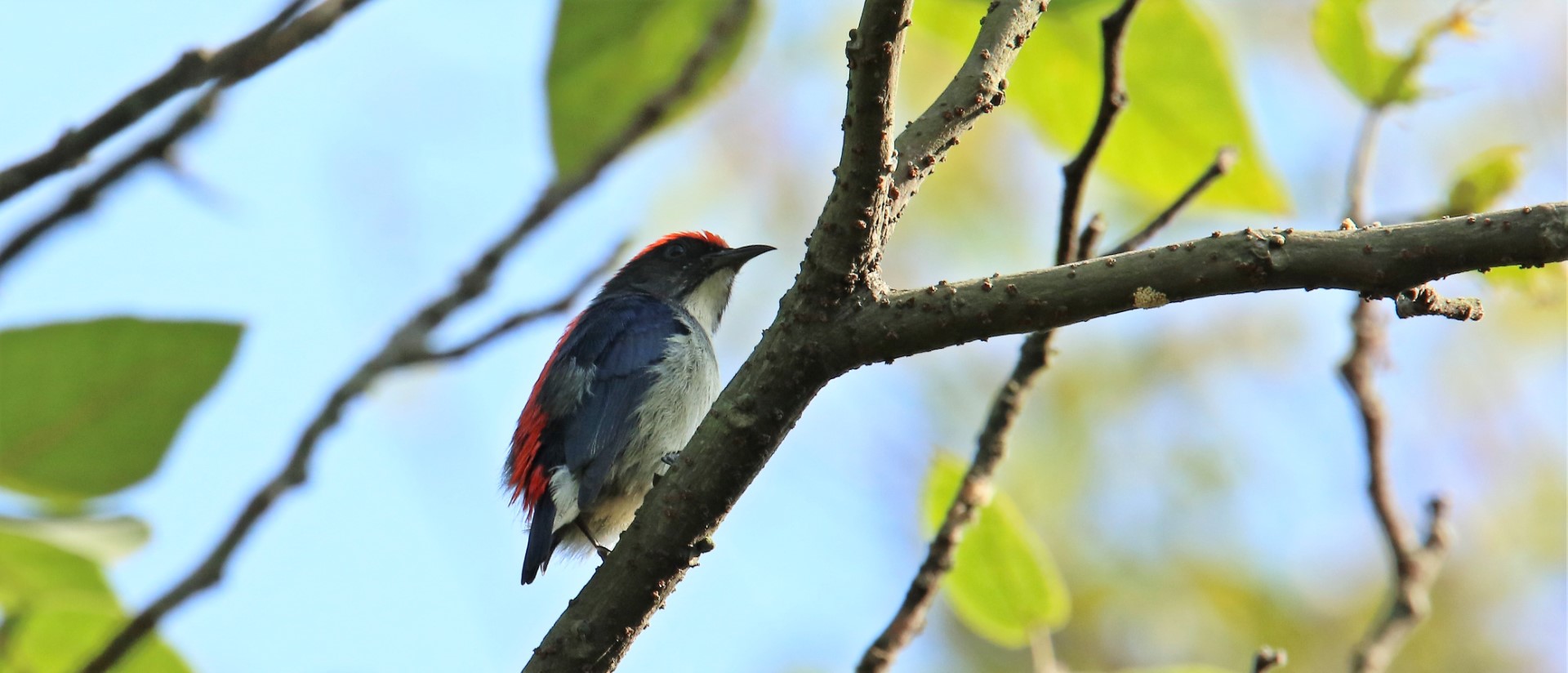 Scarlet-backed Flowerpecker