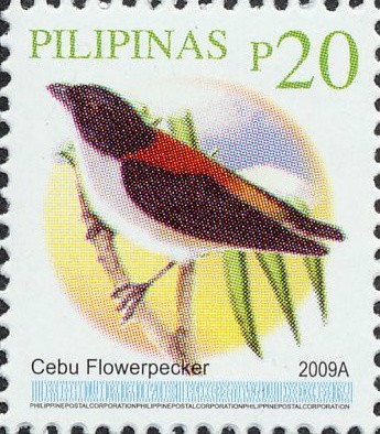 Scarlet-backed Flowerpecker