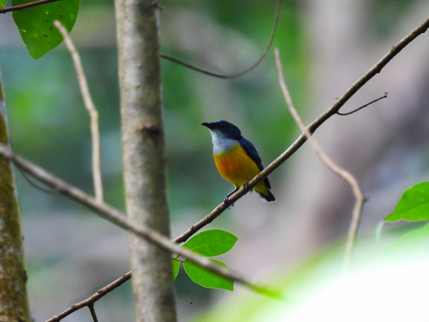 Scarlet-backed Flowerpecker