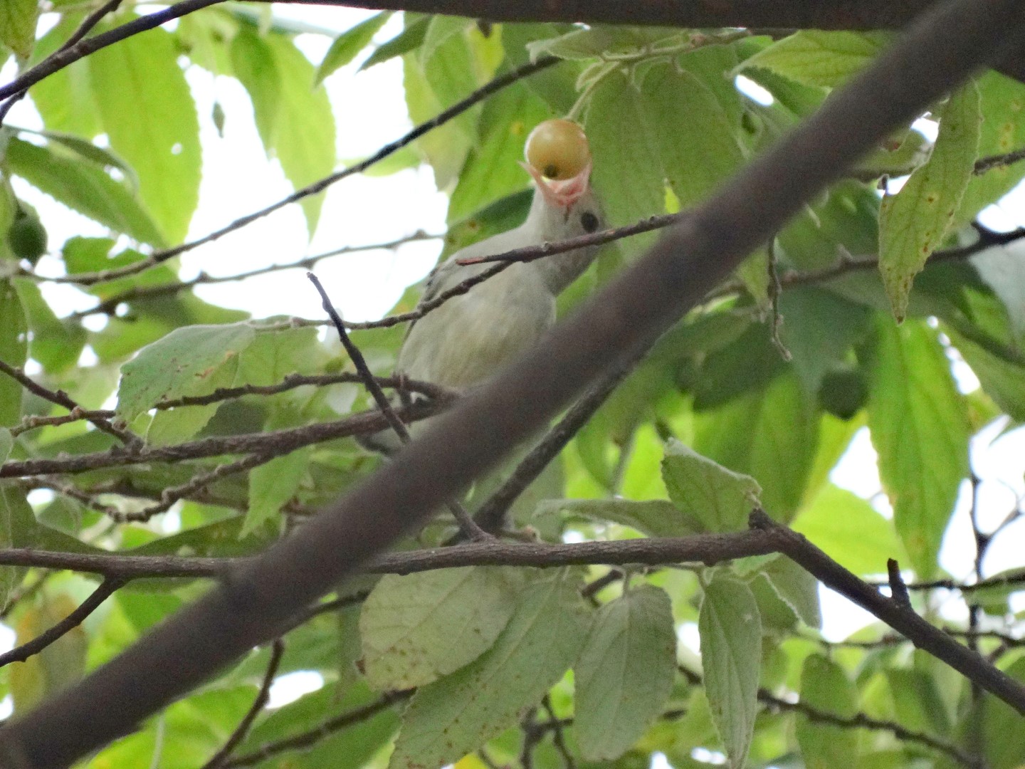 Scarlet-backed Flowerpecker