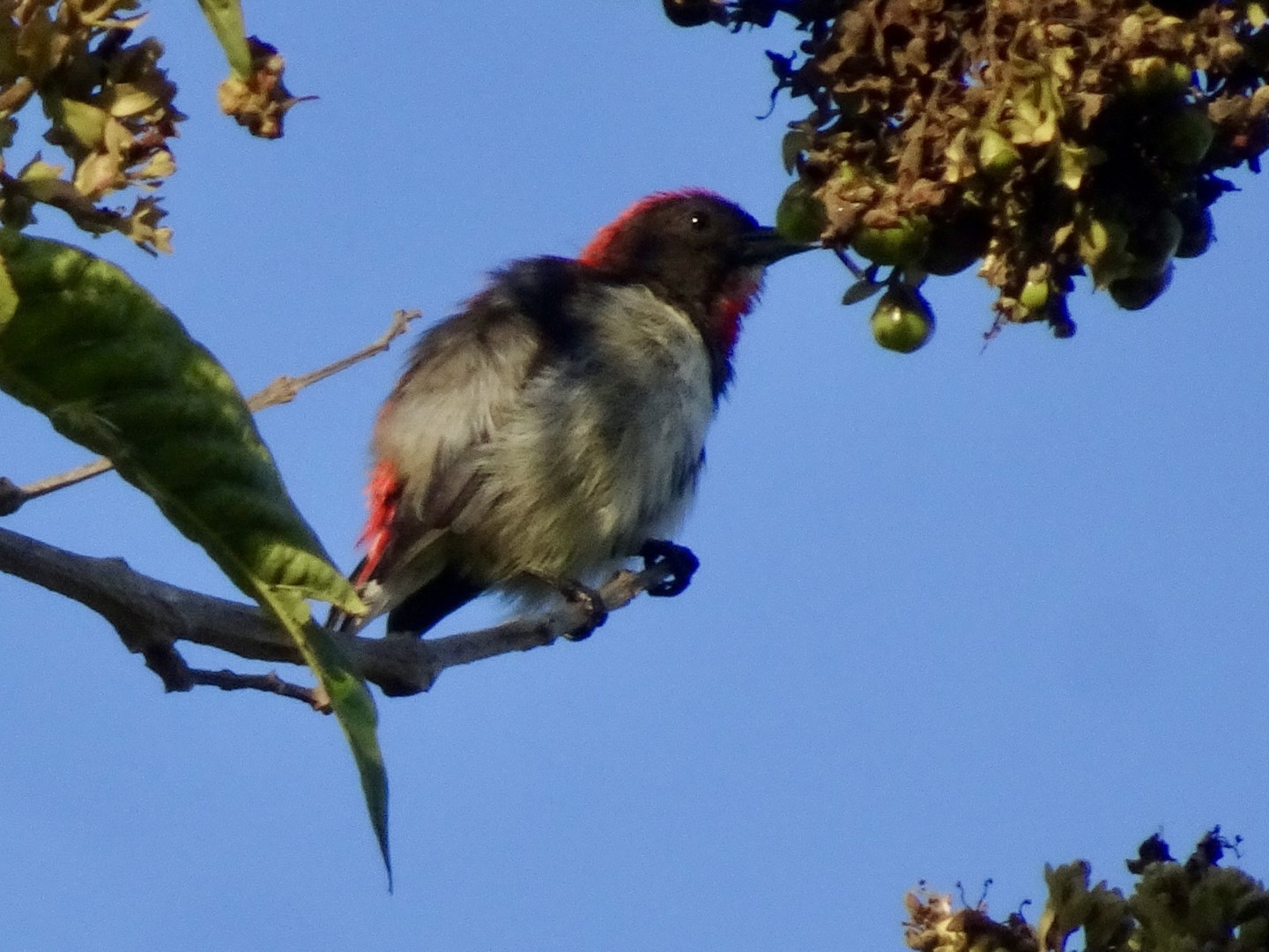 Scarlet-backed Flowerpecker