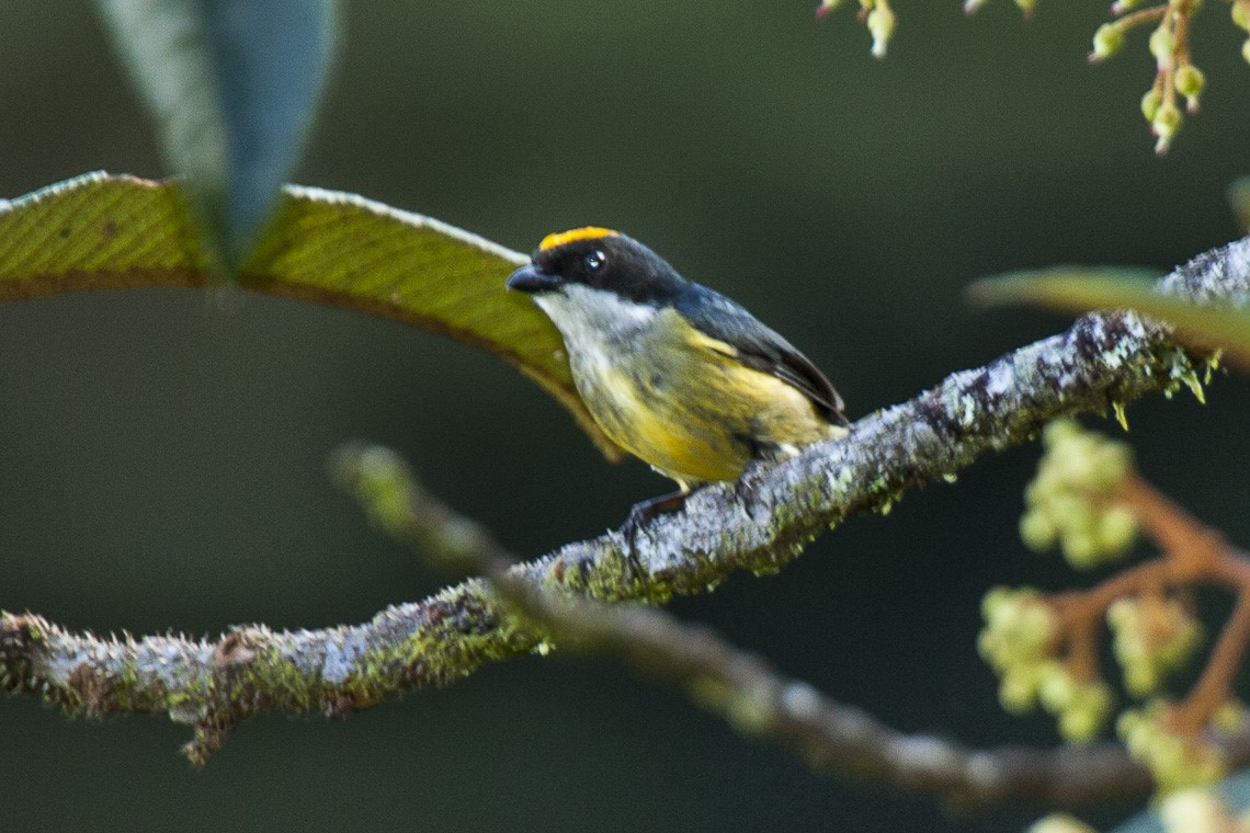 Scarlet-backed Flowerpecker