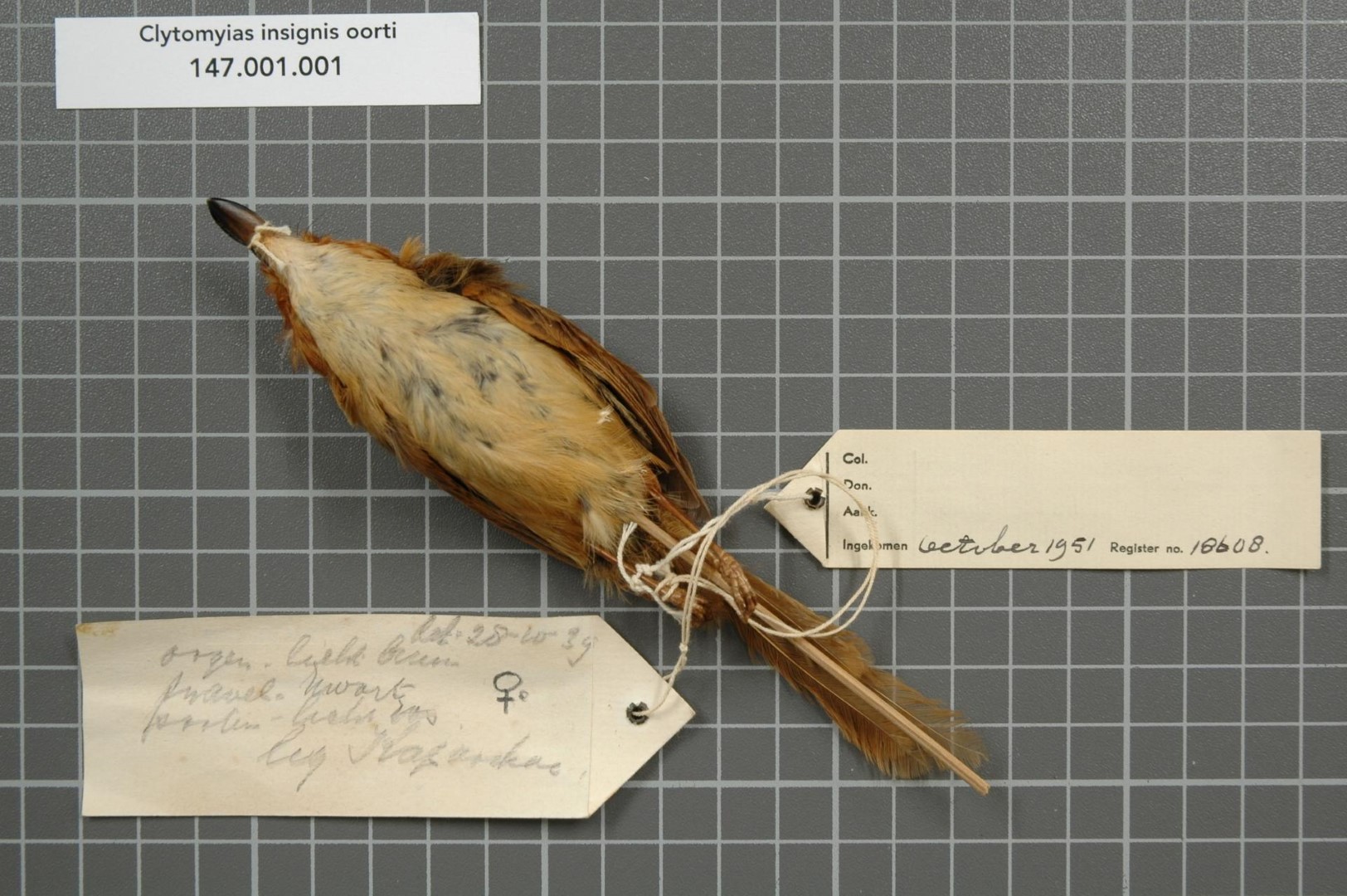 Scarlet-breasted Flowerpecker