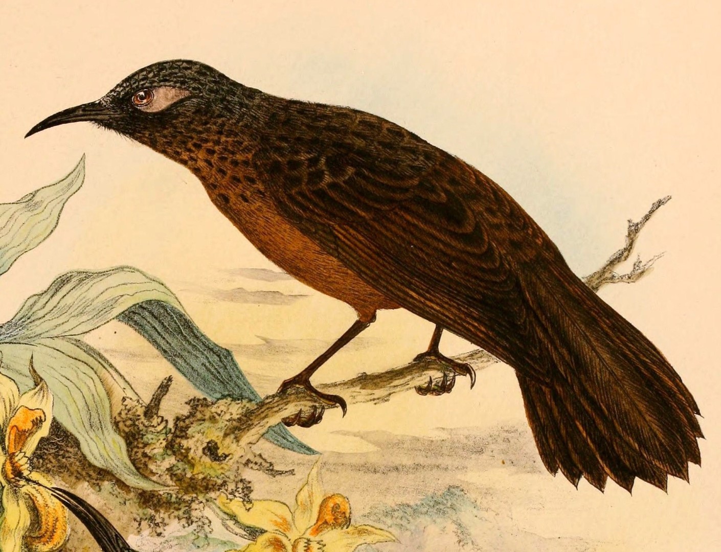 Scarlet-breasted Flowerpecker