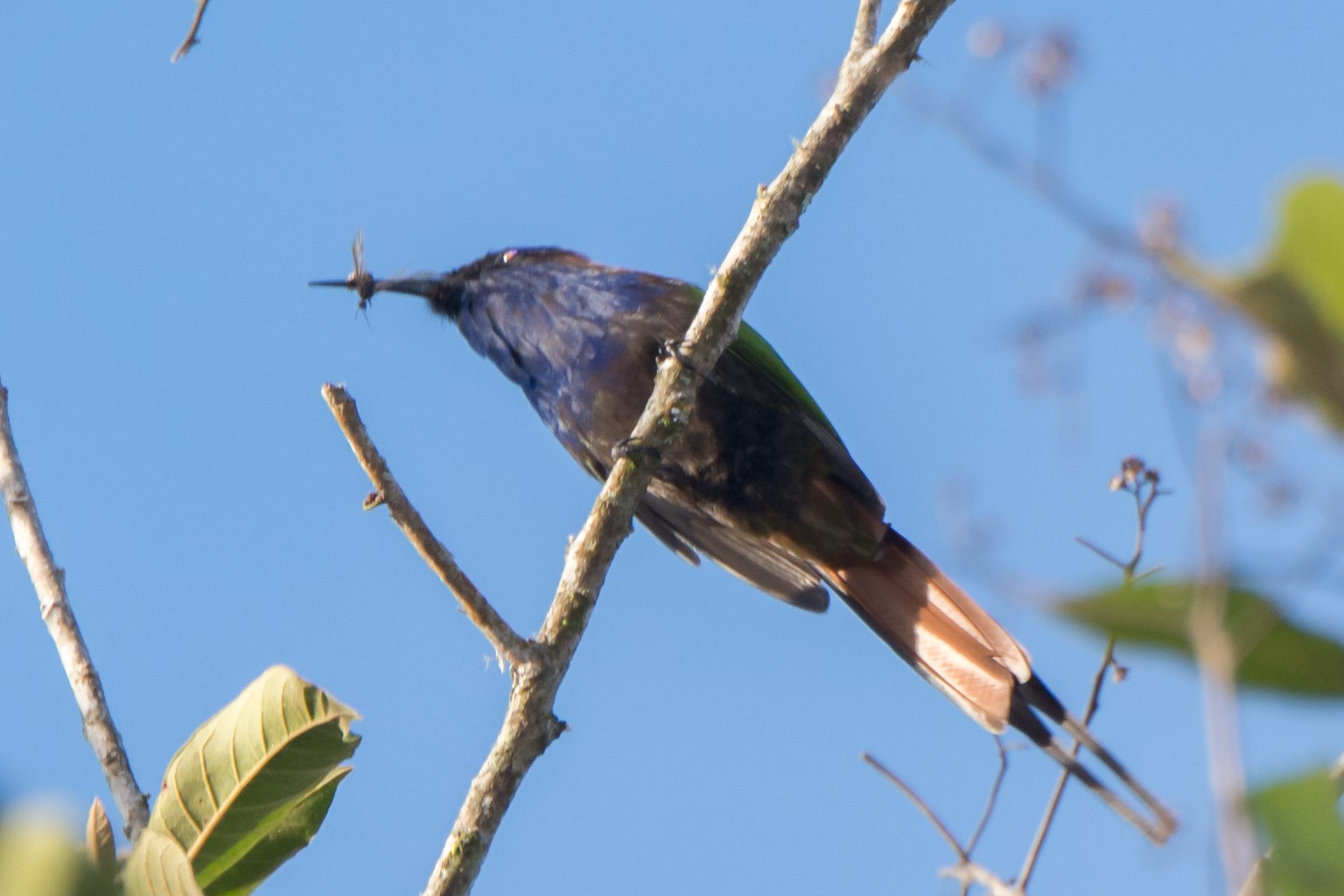 Scarlet-breasted Flowerpecker