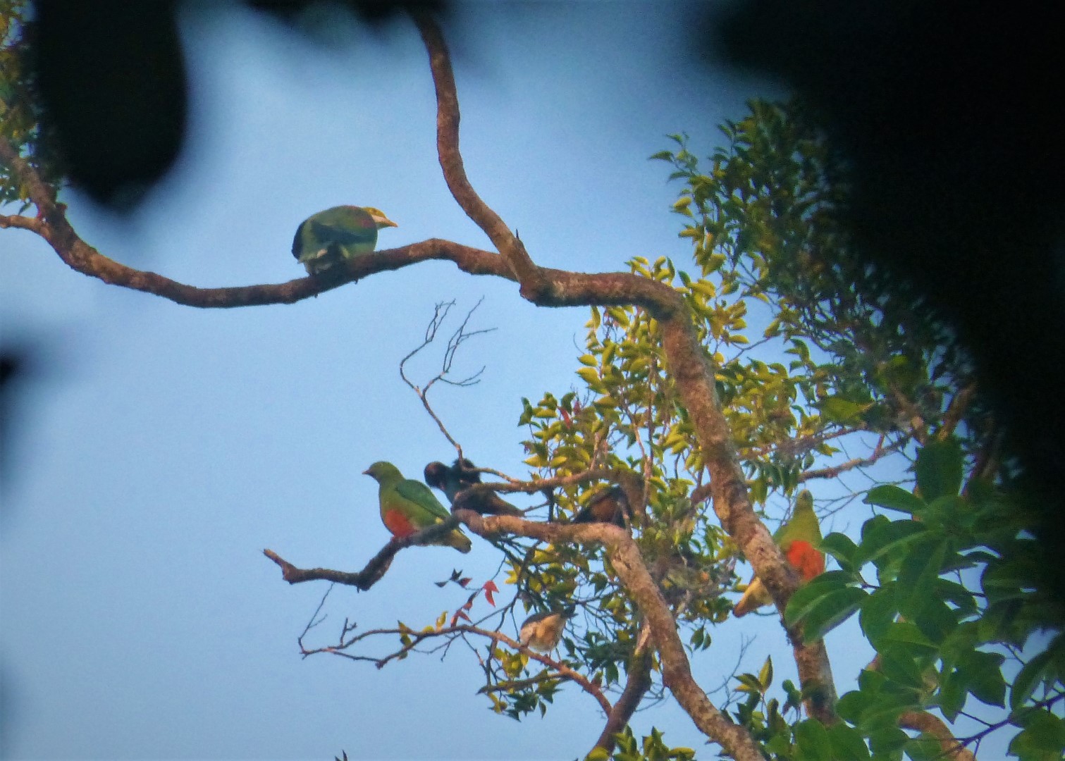 Scarlet-breasted Fruit Dove