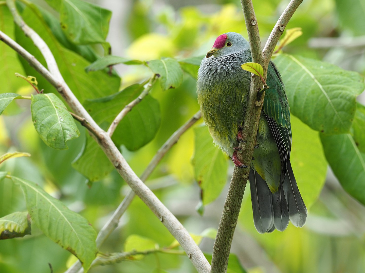 Scarlet-breasted Fruit Dove