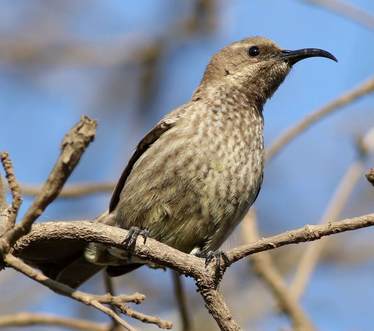 Scarlet-chested Sunbird