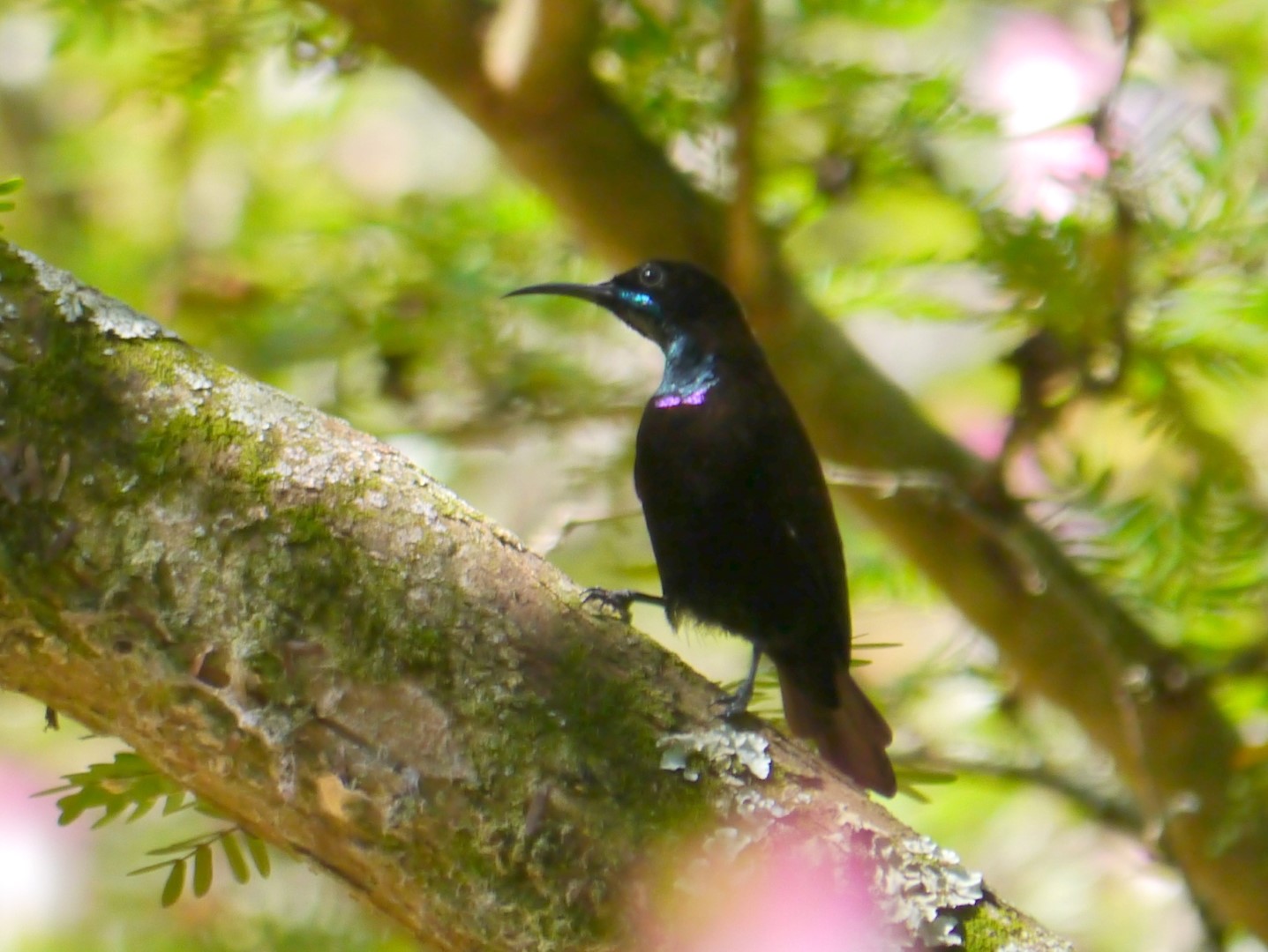 Scarlet-chested Sunbird
