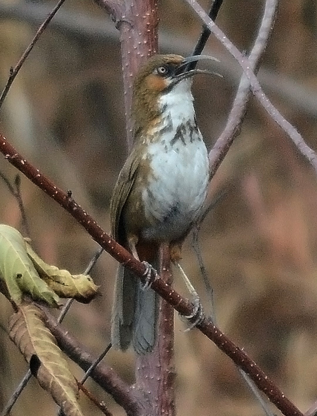 Scarlet-faced Liocichla
