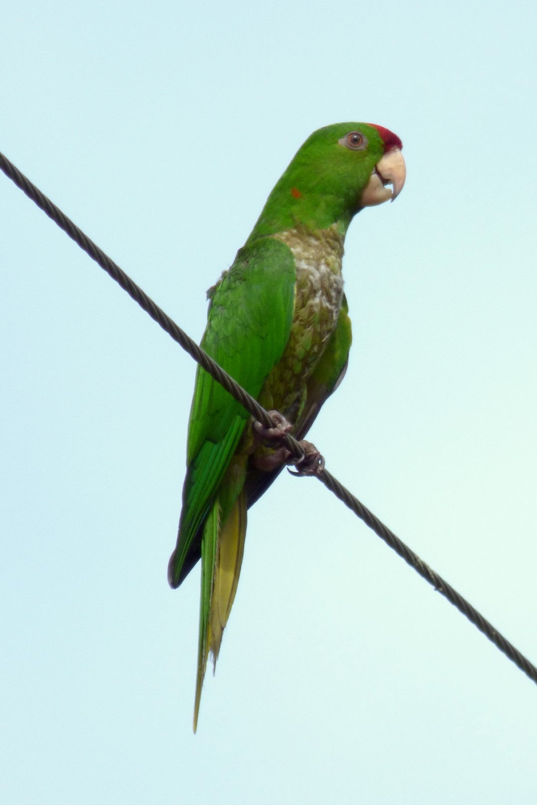 Scarlet-fronted parakeet