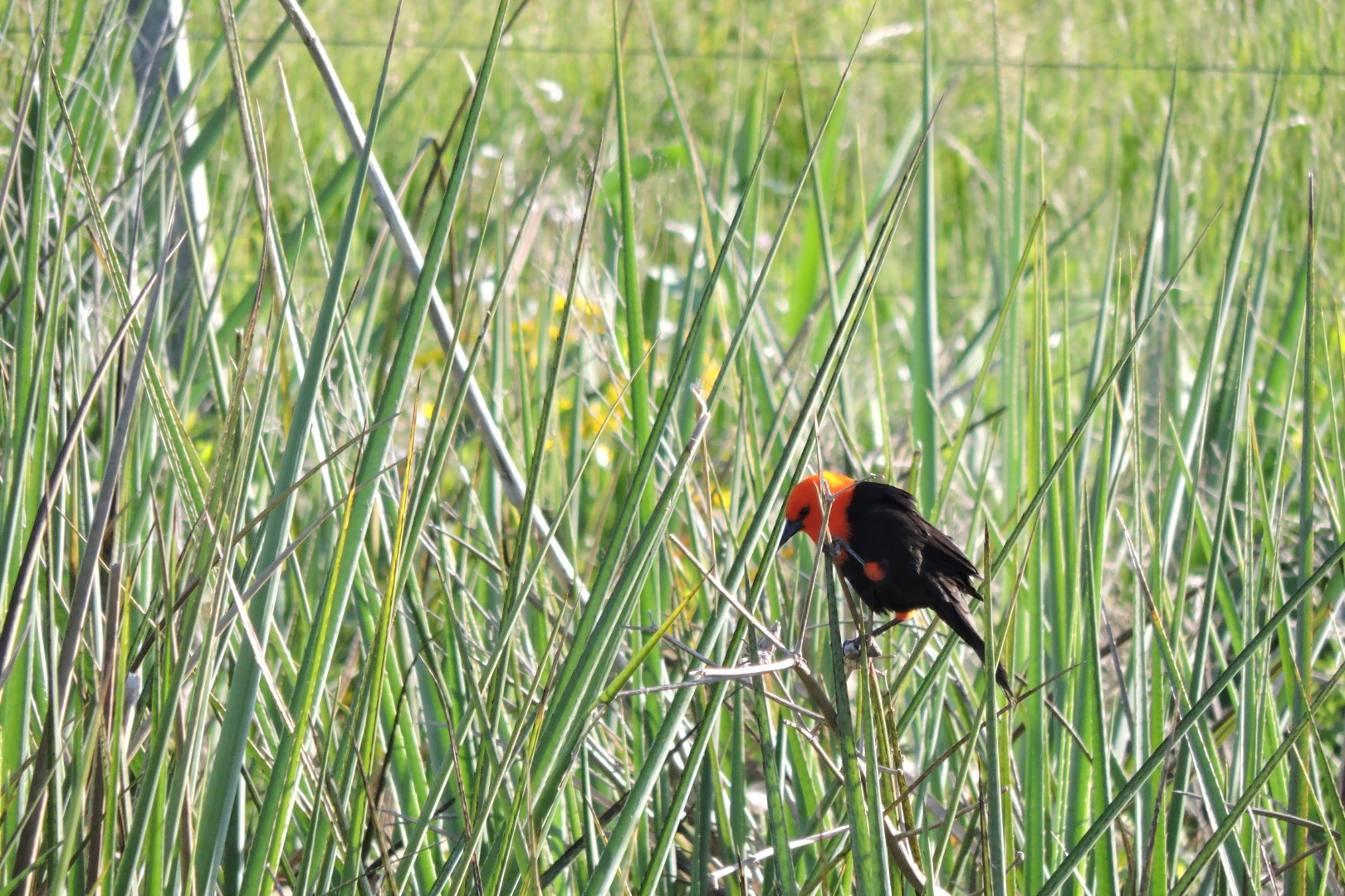 Scarlet-headed Blackbird