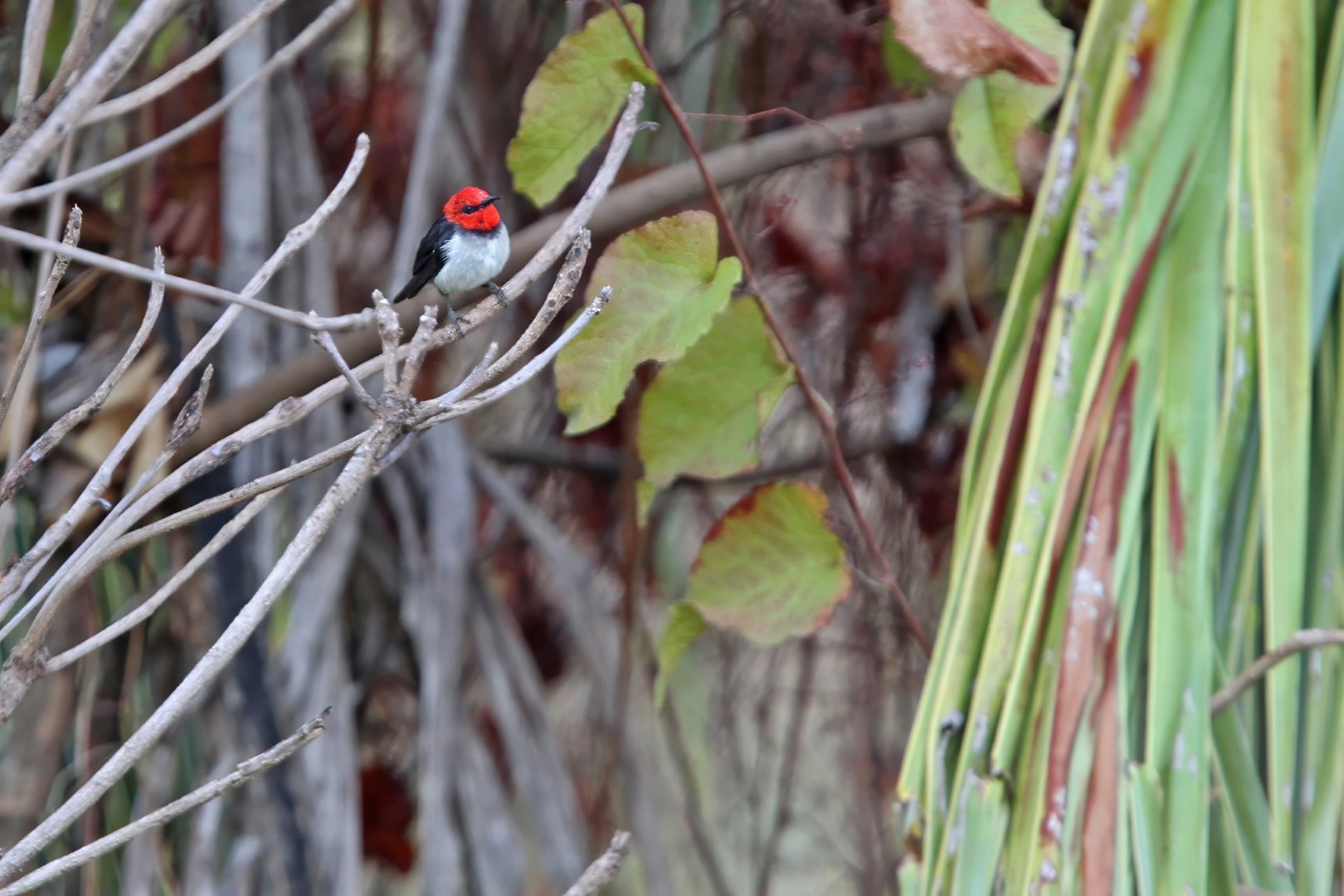 Scarlet Honeyeater