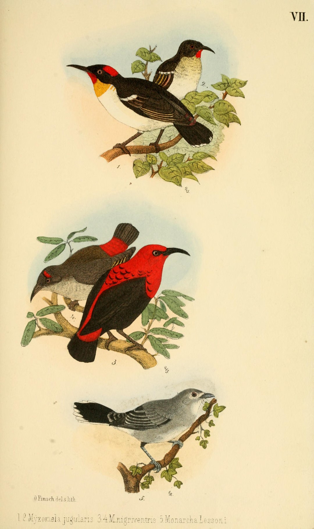 Scarlet Honeyeater