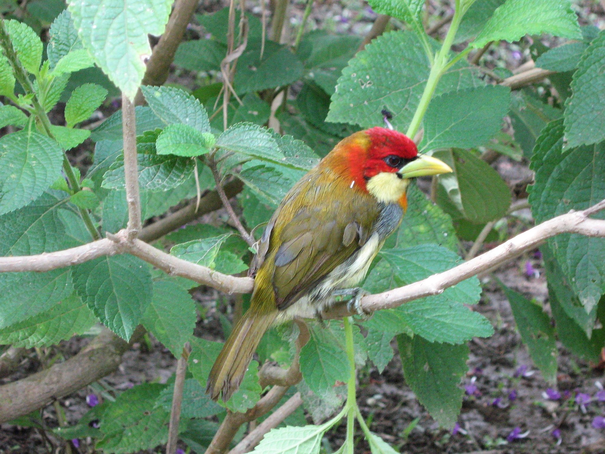 Scarlet-hooded Barbet