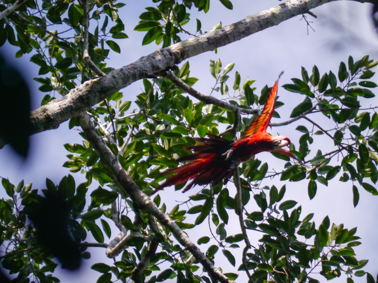 Scarlet Macaw