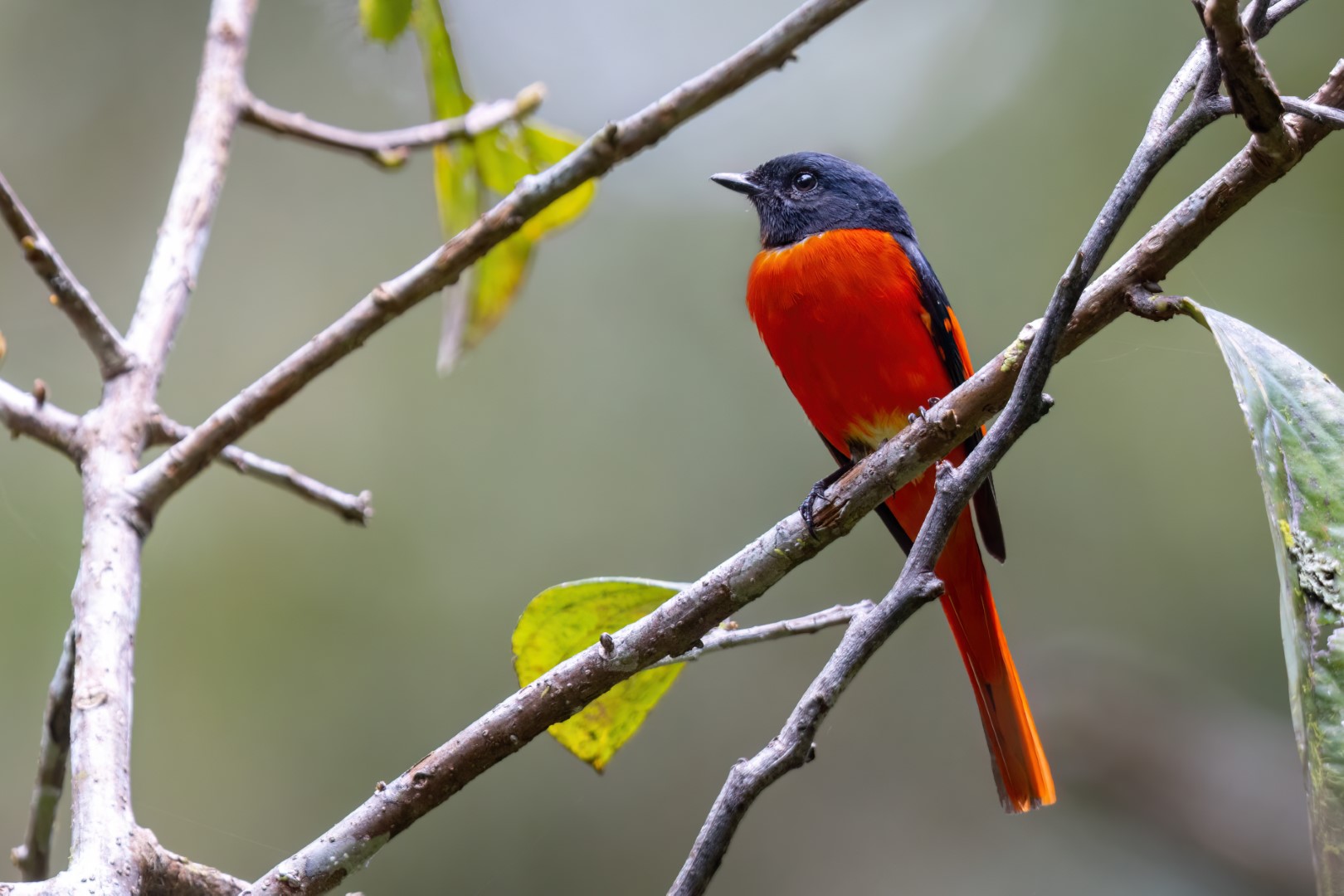 Scarlet Minivet