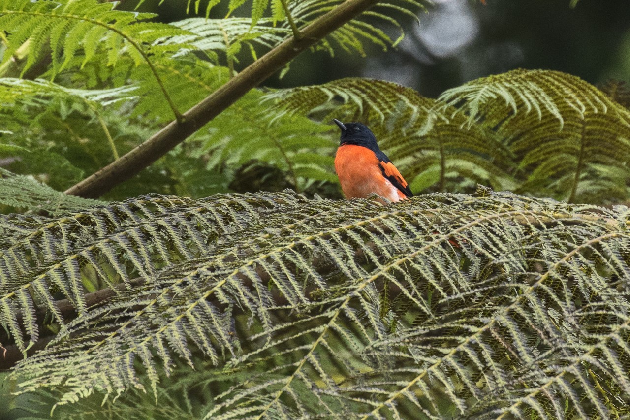 Scarlet Minivet