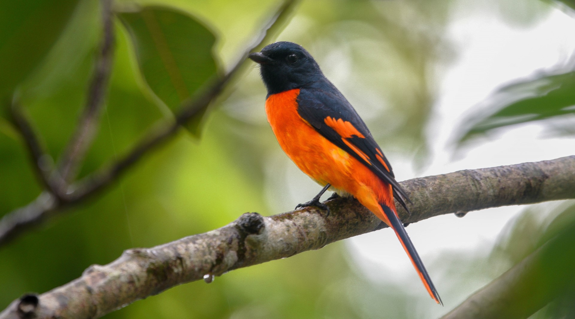 Scarlet Minivet