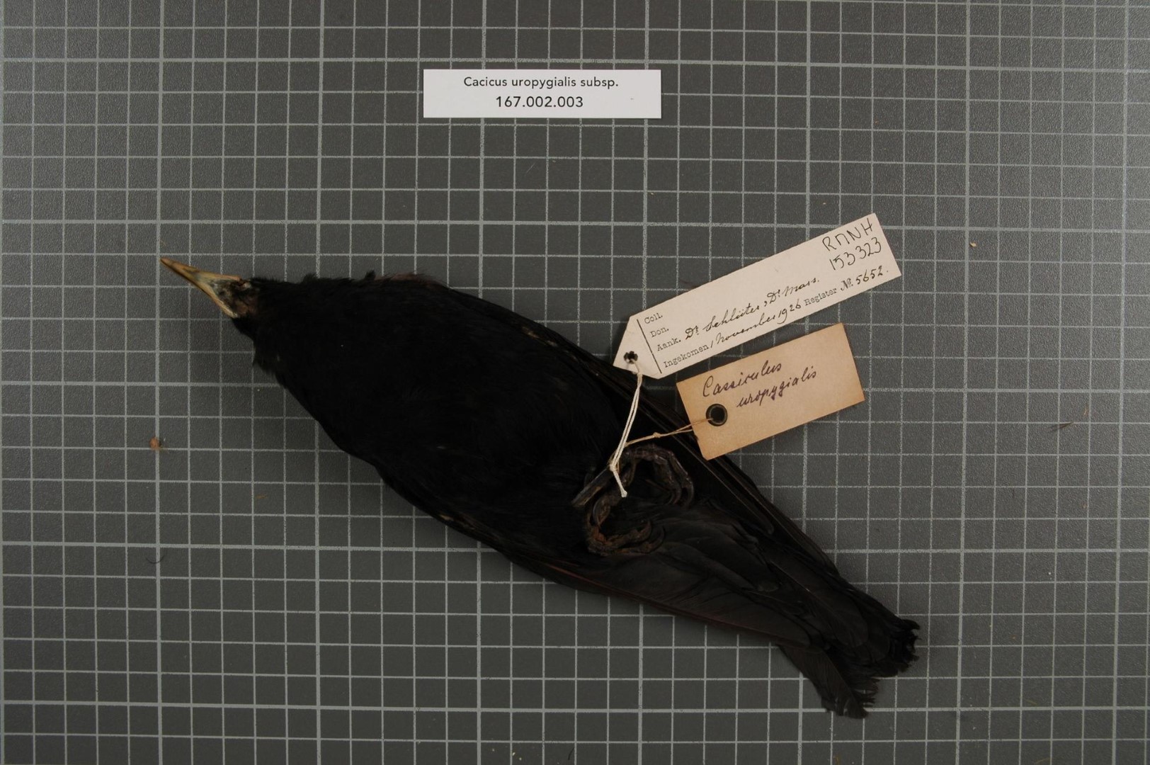 Scarlet-rumped Cacique