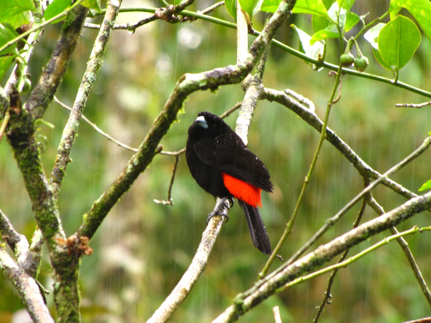 Scarlet-rumped Tanager