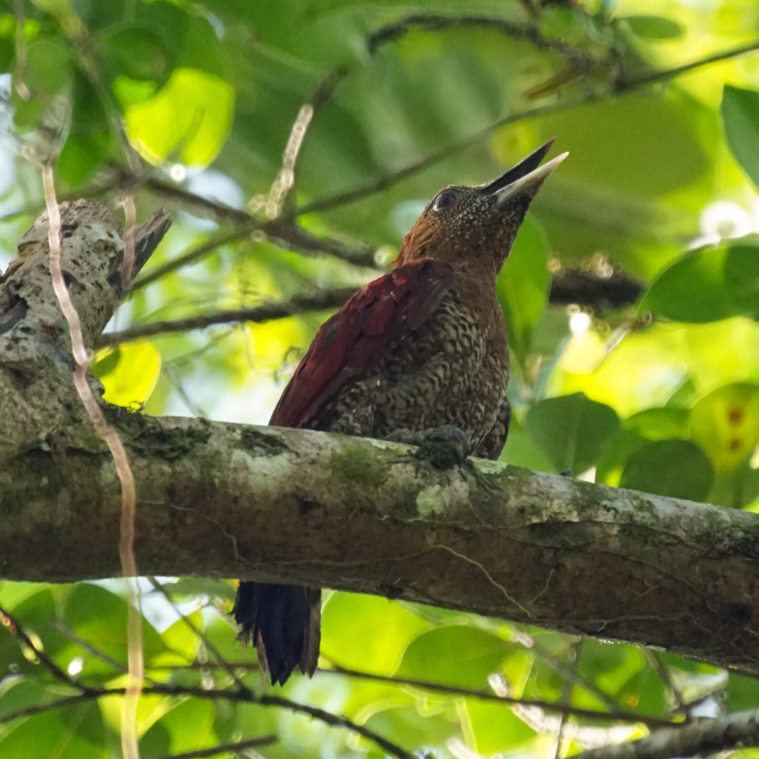 Scarlet-rumped Woodpecker