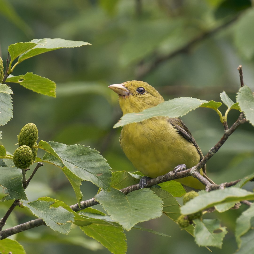 Scarlet Tanager
