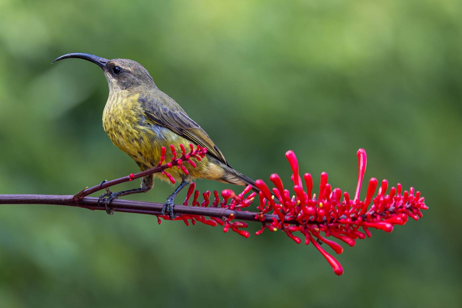 Scarlet-tufted Sunbird